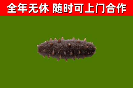 锦江回收海参干